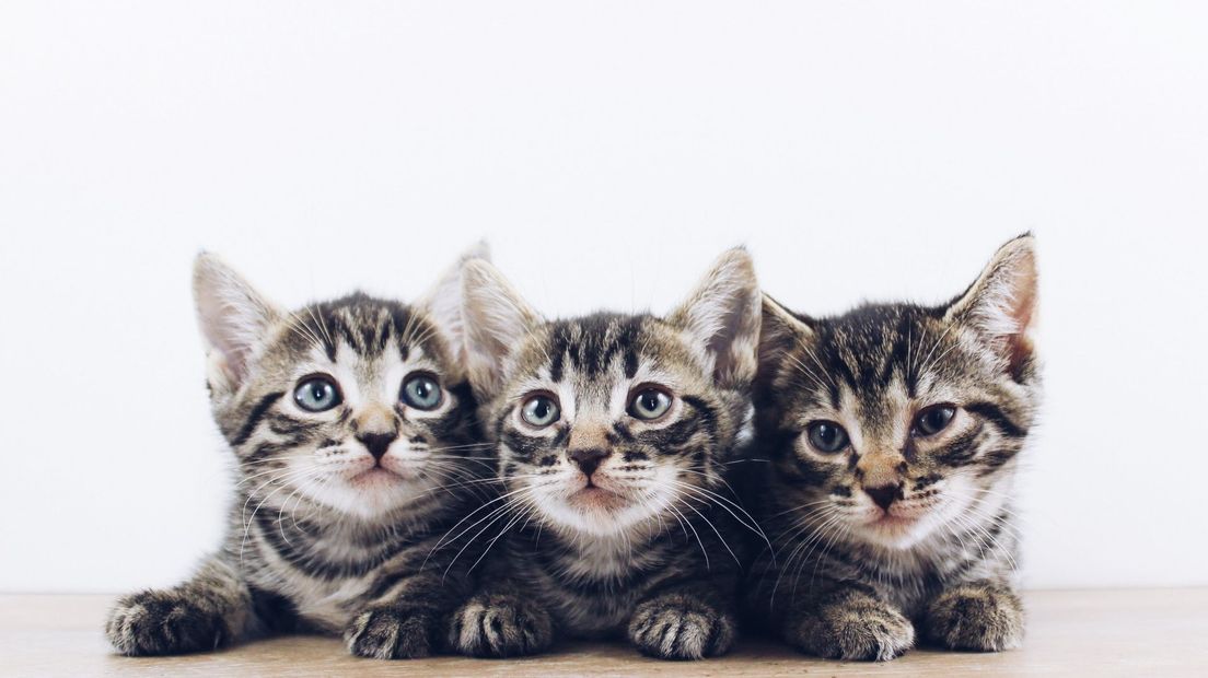 Kittens