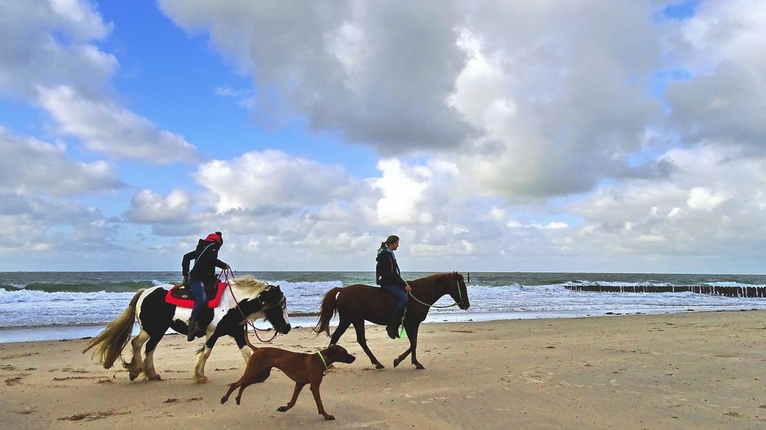 Paarden en hond op strand Westduin