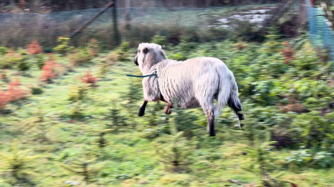 De Shropshire schapen blijven zo ver mogelijk uit de buurt van mensen