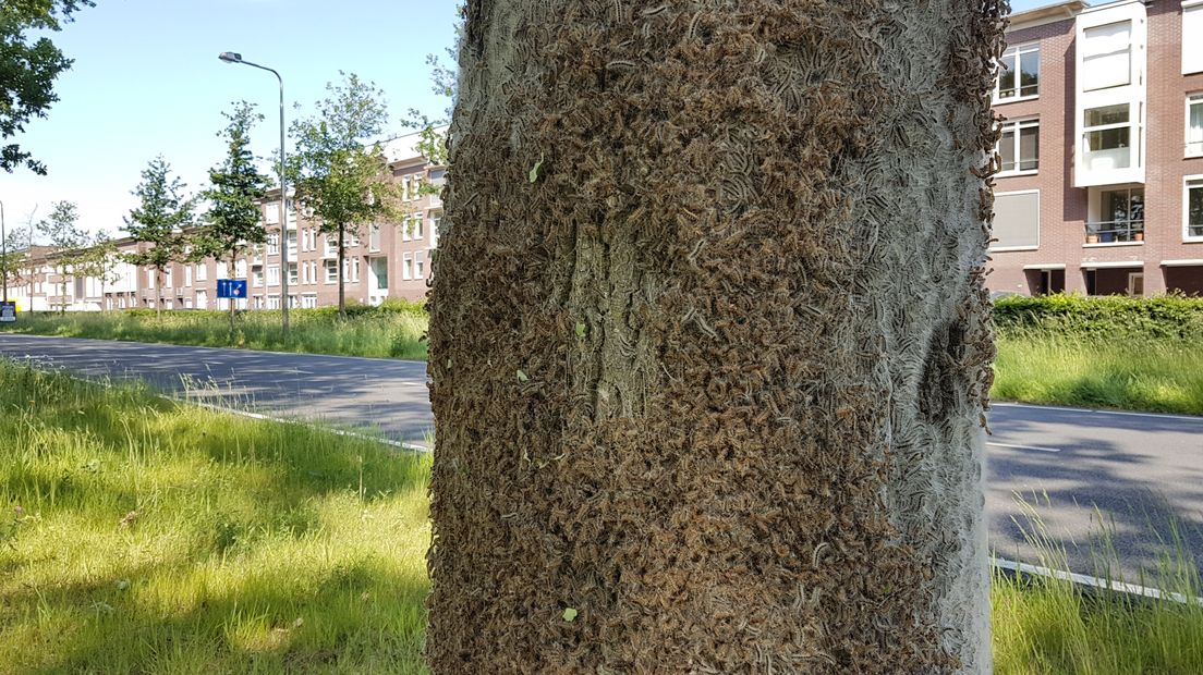 Een boom met rupsen.