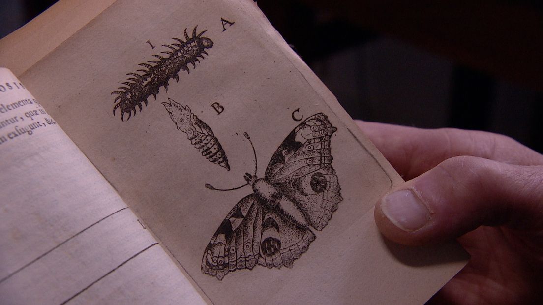 'Metamorphosis Naturalis' uit 1662 van Johannes Goedaert