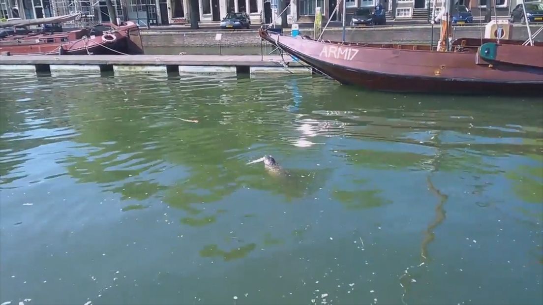 Zeehond in Oude Haven van Zierikzee