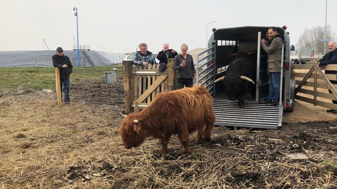 De Schotse hooglanders betreden hun nieuwe leefomgeving