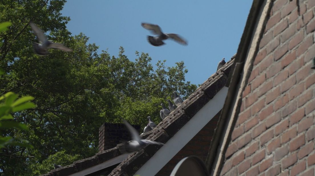 Postduiven mogen weer lange afstand vliegen