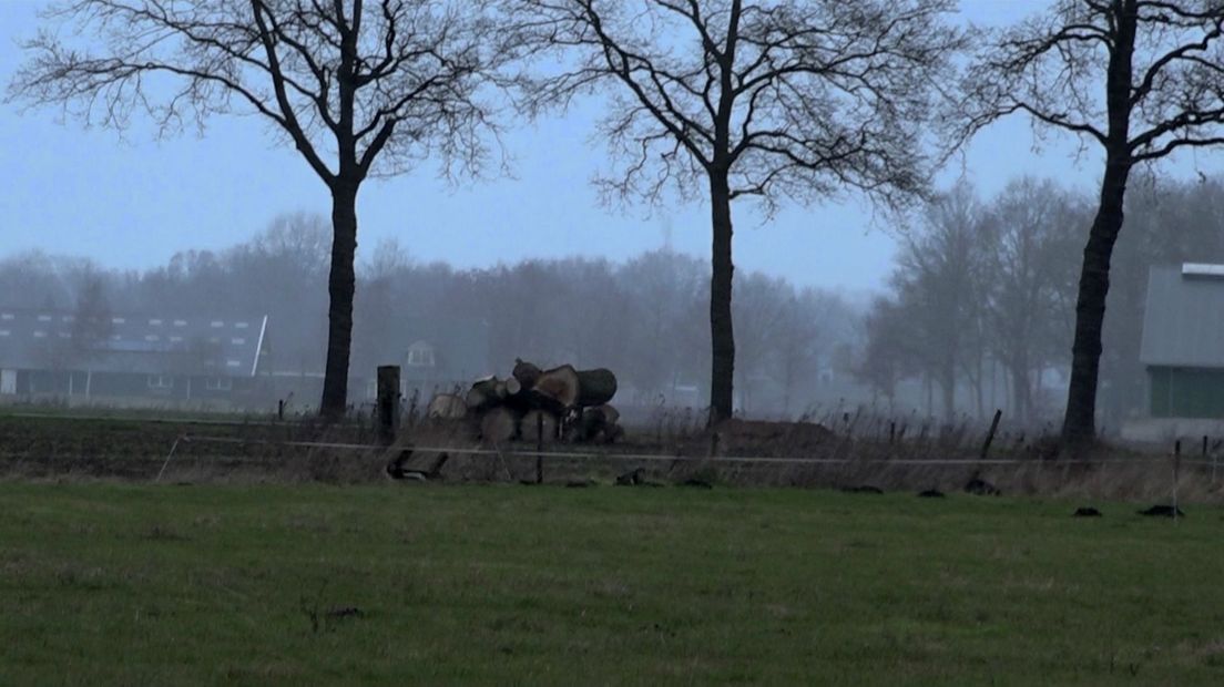Bomenkap aan de Wezuperweg