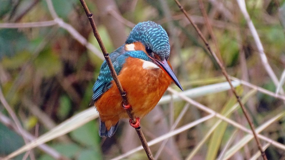 IJsvogel op een tak
