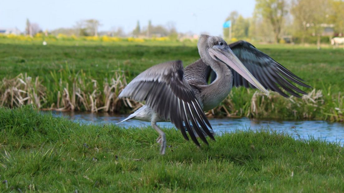 'Peli' de pelikaan in het weiland bij Zevenhoven
