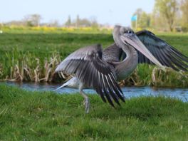 Meryl vindt vermiste pelikaan in weiland: 'Mooi hoe blij de verzorger was'