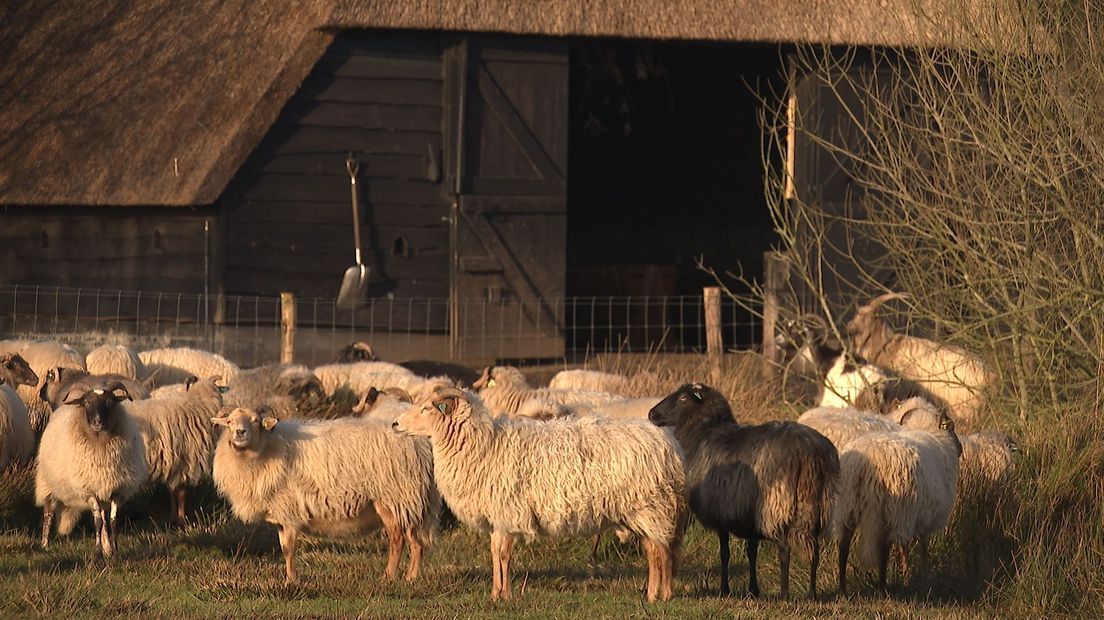 De kudde van schaapskooi Achter 't Zaand bij Lhee