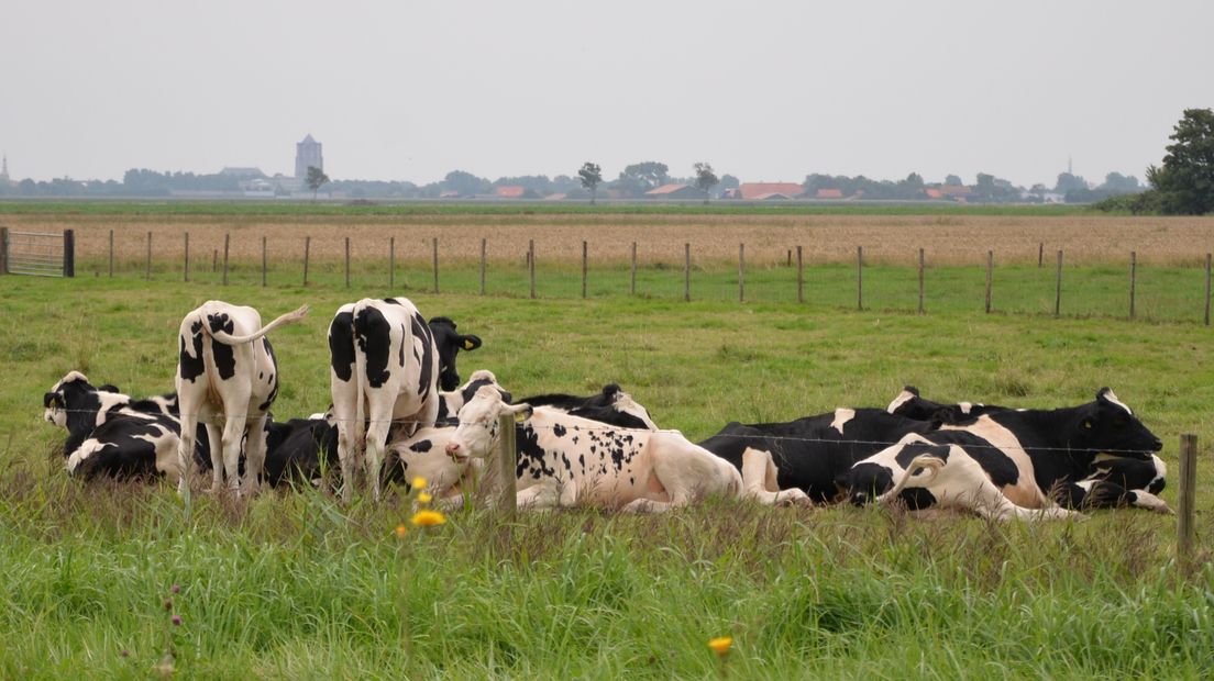 De koeien doen het rustig aan bij Burgh Haamstede