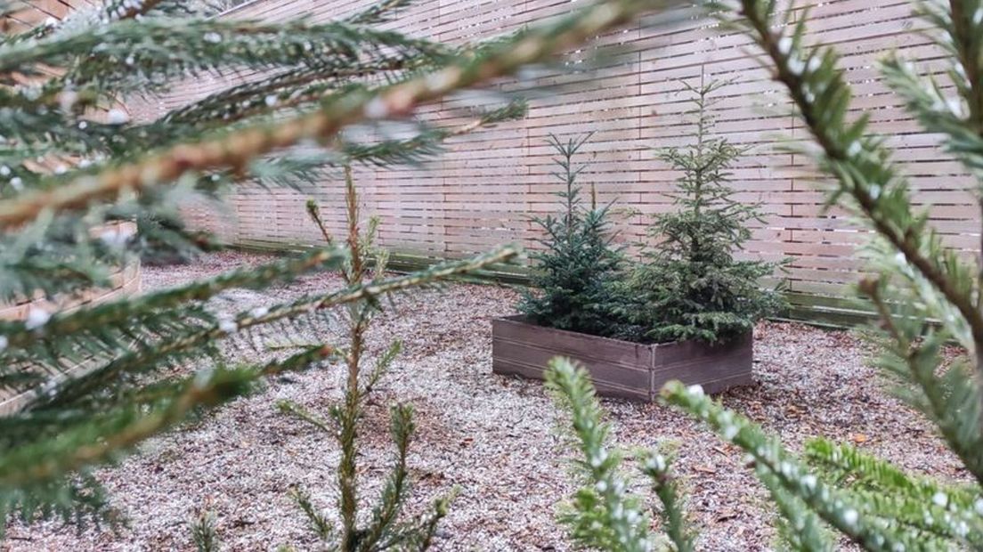 En zo staan de kerstbomen er uiteindelijk bij in de wildopvang.