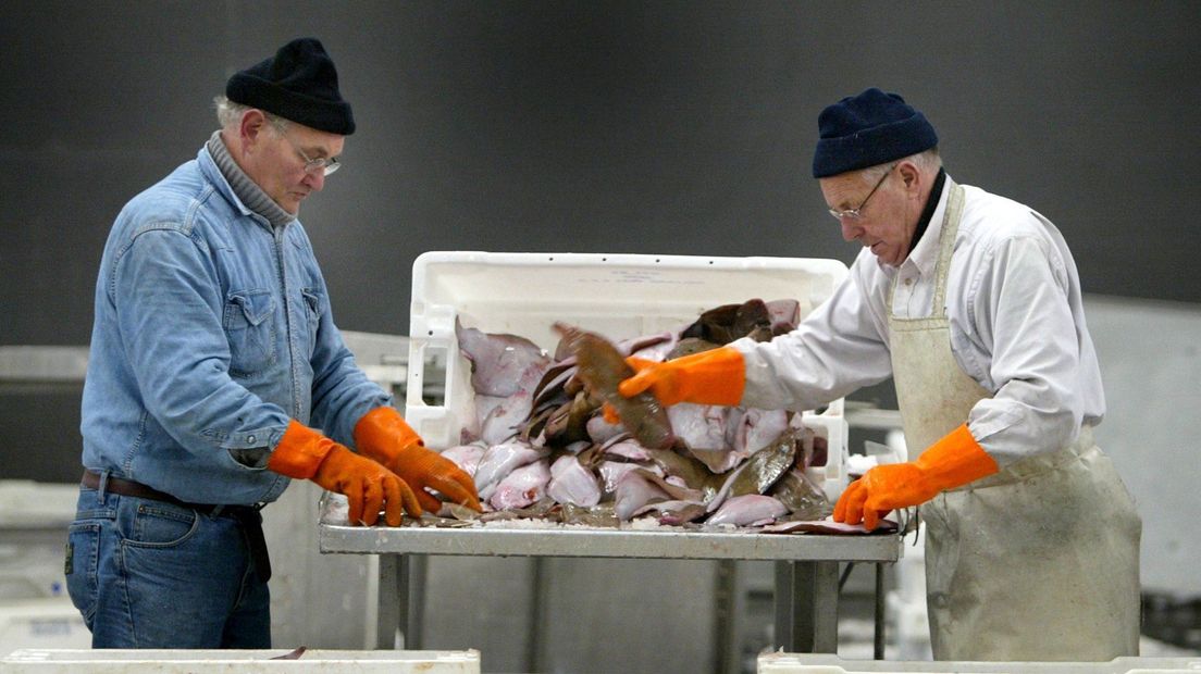 Zeeuwse vissers woest om verbod pulsvisserij