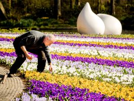 Koning Winter zit tulpen in Keukenhof dwars: 'Als het koud is groeien ze niet'