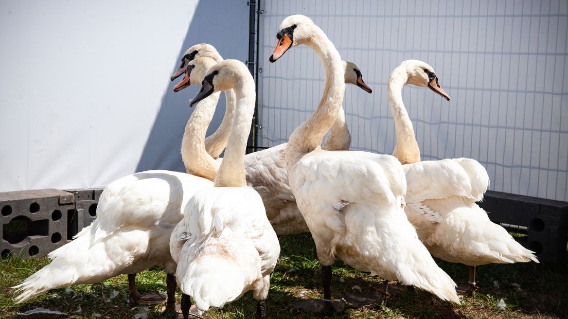 Het getroffen bedrijf in Veeningen verkoopt onder meer zwanen (Rechten: ANP/Alexander Schippers)