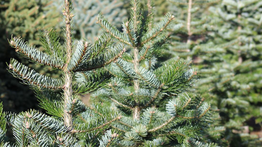Kerstbomen weer te koop op straat: 'Na 25 jaar in de business is nog elk jaar anders' Den Haag FM