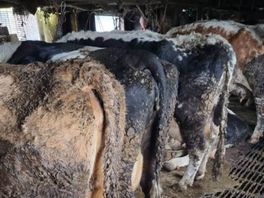 Weer gaat het mis bij Overijsselse veehouder: opnieuw dieren in beslag genomen