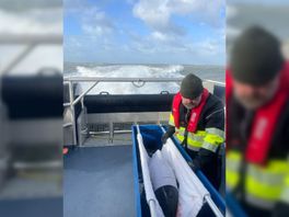 Gewonde bruinvis aangespoeld op Ameland
