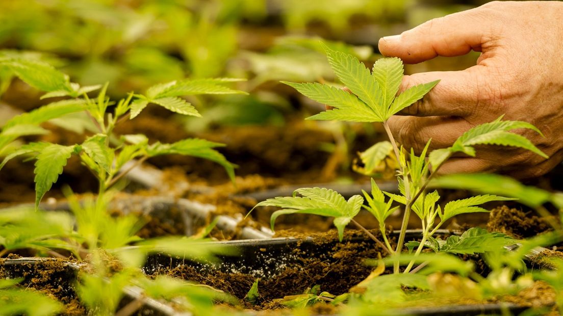 Jonge wietplantjes (Foto ter illustratie)