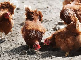 Vogelgriep vastgesteld in Daarle en Vriezenveen: honderden vogels en kippen geruimd