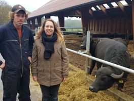 Aaibare waterbuffels nog niet winstgevend: 'Ik word gewoon blij van ze'