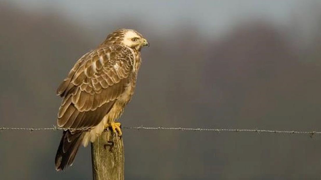 Buizerd