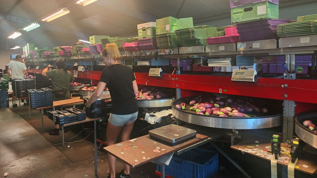 Vroeg aan het werk om de ergste hitte voor te zijn