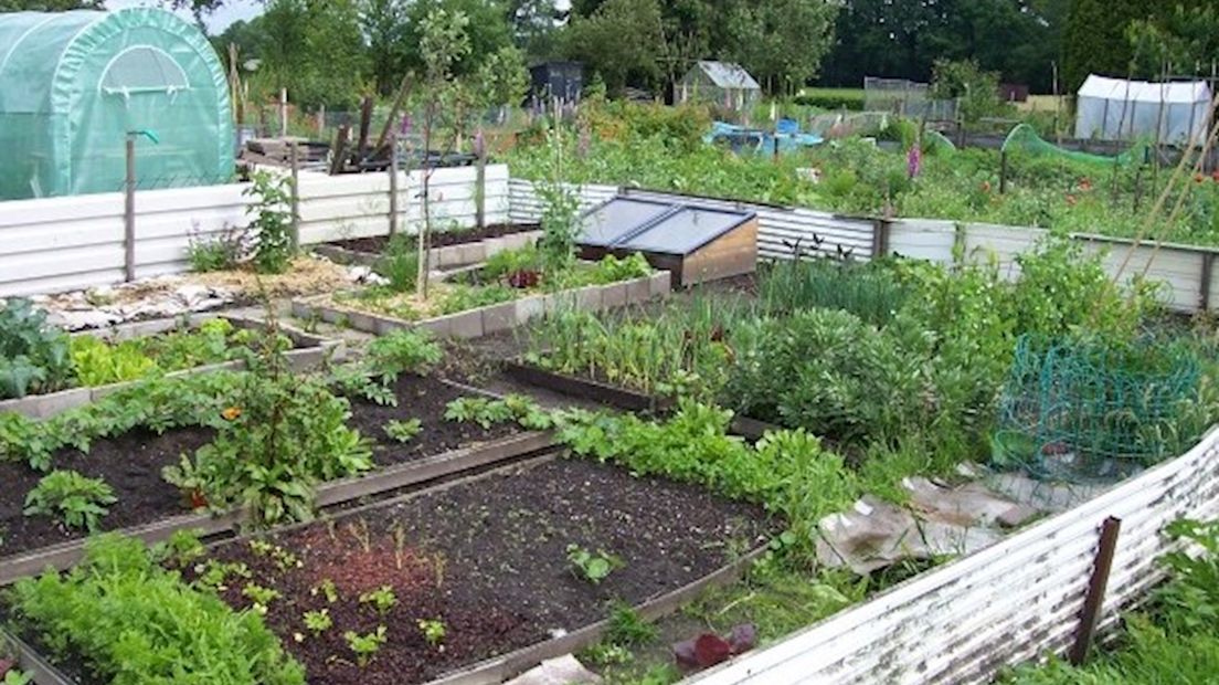 Moestuin in Stadsveld