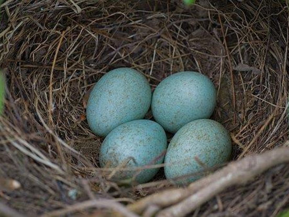 Eieren en vogels in Chris Natuurlijk - Rijnmond