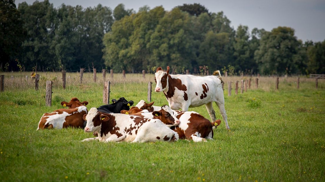 Koeien in het Enters Reggedal (archieffoto)