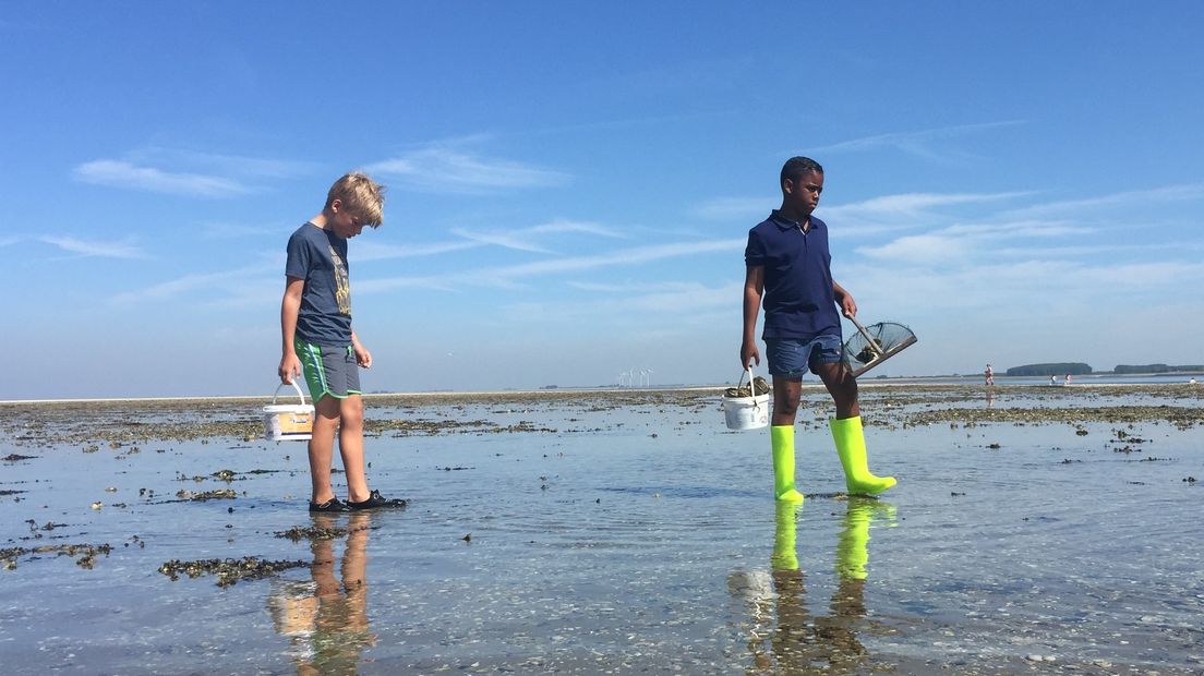 Lynden op zoek naar dier en schelp