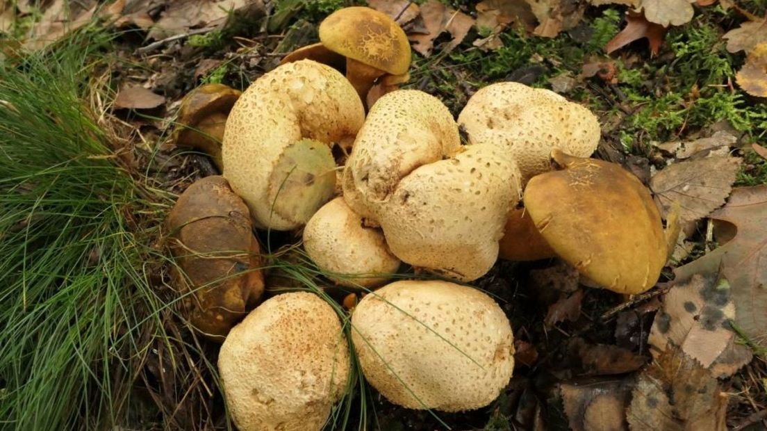 Een gele aardappelbovist met kostgangerboleet