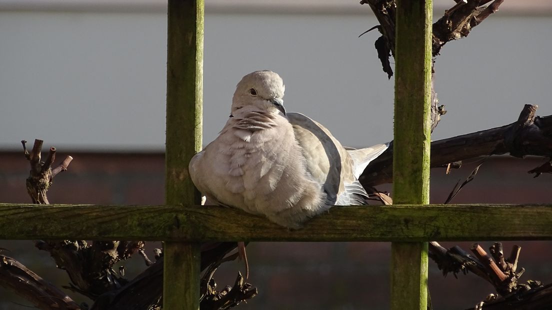 Turkse Tortel rukt op in Zeeland