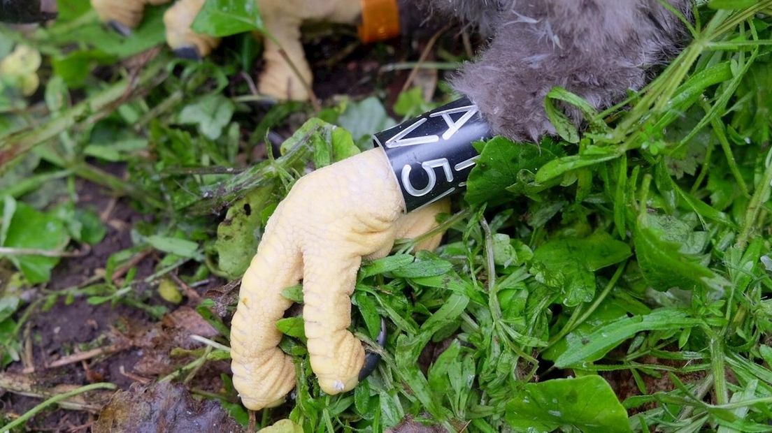 Jong van zeearend krijgt pootring