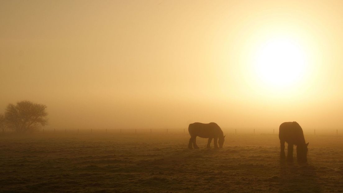 Paarden in de opkomende zon