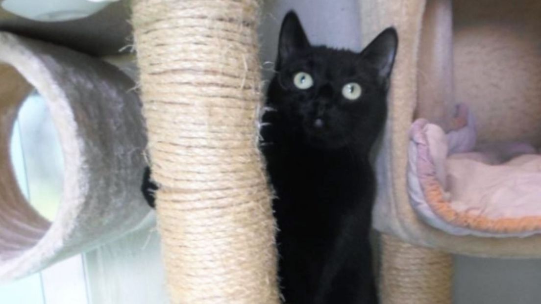 zwarte kat Shamira