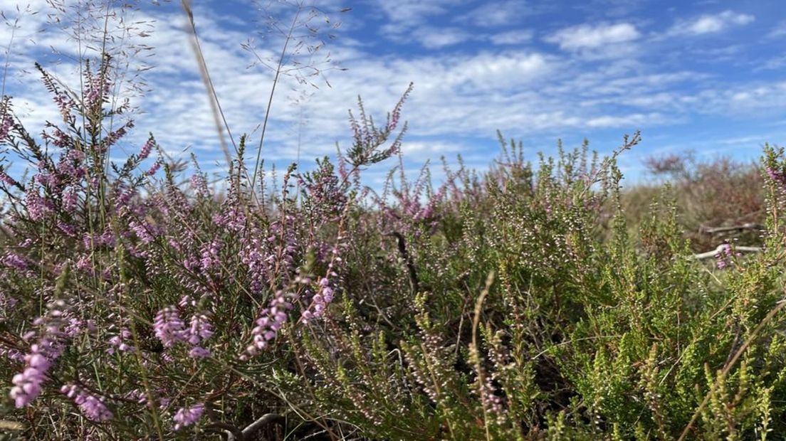 De eerste bloeiende heide in natuurgebied Planken Wambuis bij Ede.