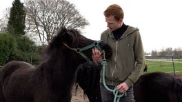 'Mooi hè?', dierenfanaat Thieu leeft voor zijn pony's, cavia's en reptielen