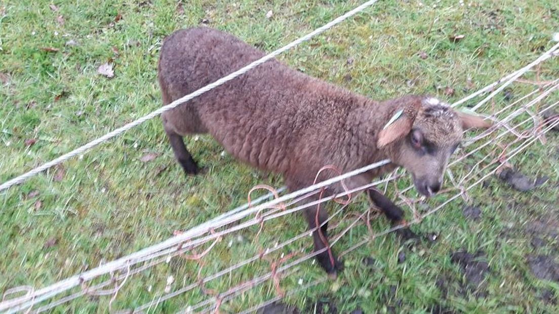 Lammetje dat vastzit in de afrastering in Haaksbergen