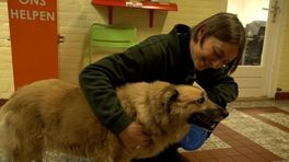 Dierenambulance zoekt vrijwilligers: 'Wie wil er nu geen dieren helpen?'