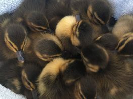 Geen moeder die ze kon beschermen: twaalf babyeendjes na angstig avontuur gered