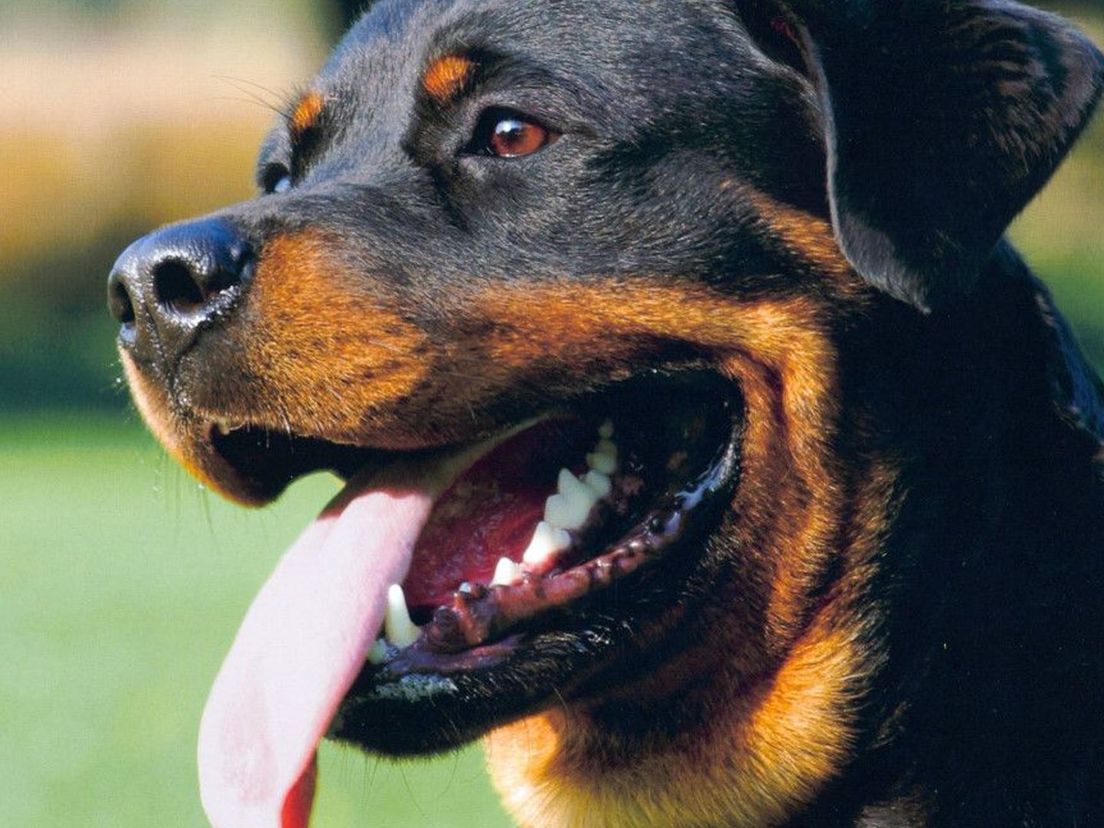 Een Rottweiler (niet de hond die is afgemaakt in Poortugaal)