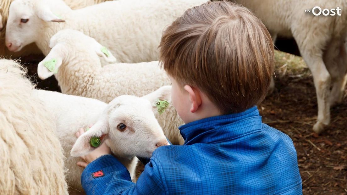 Lammetjes kijken kan ondanks het coronavirus op veel plekken in Overijssel nog steeds.