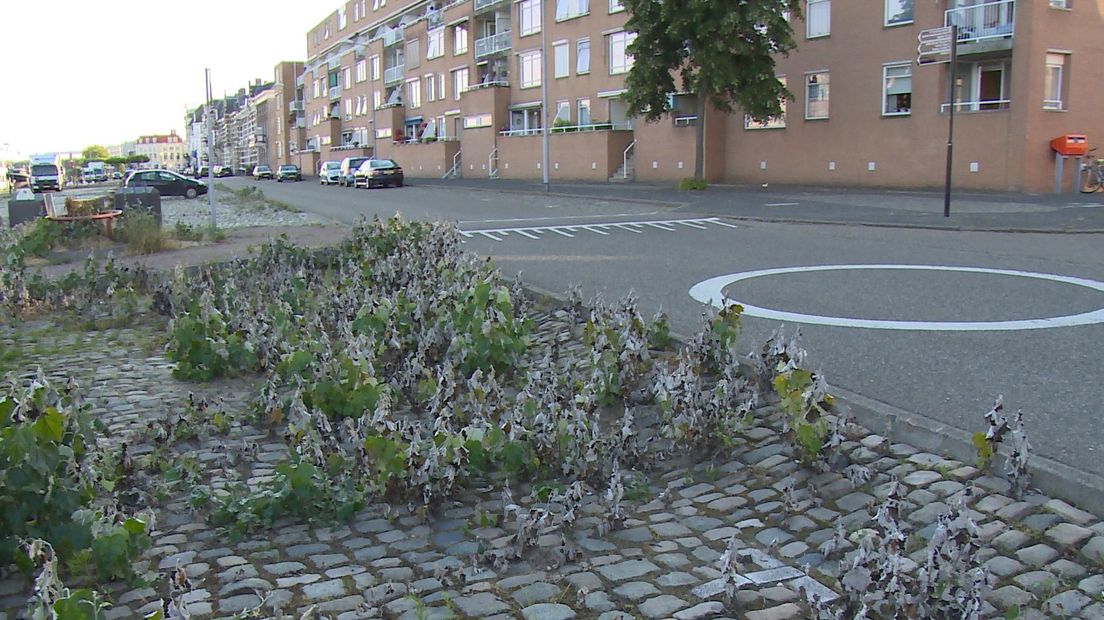 Loskade vol met onkruid