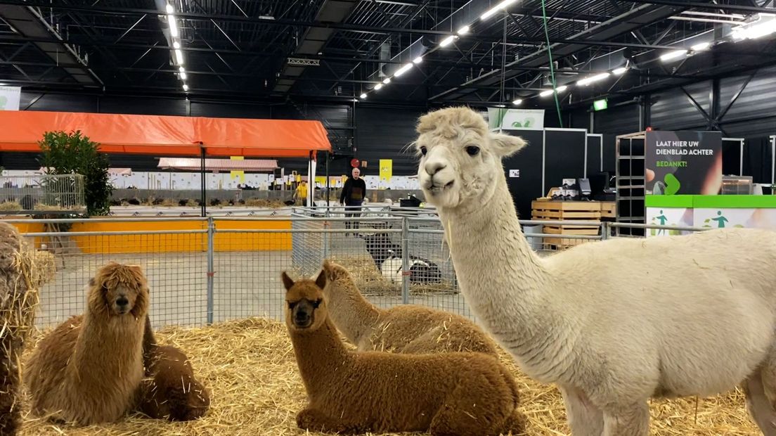 Dierenparade Noordshow