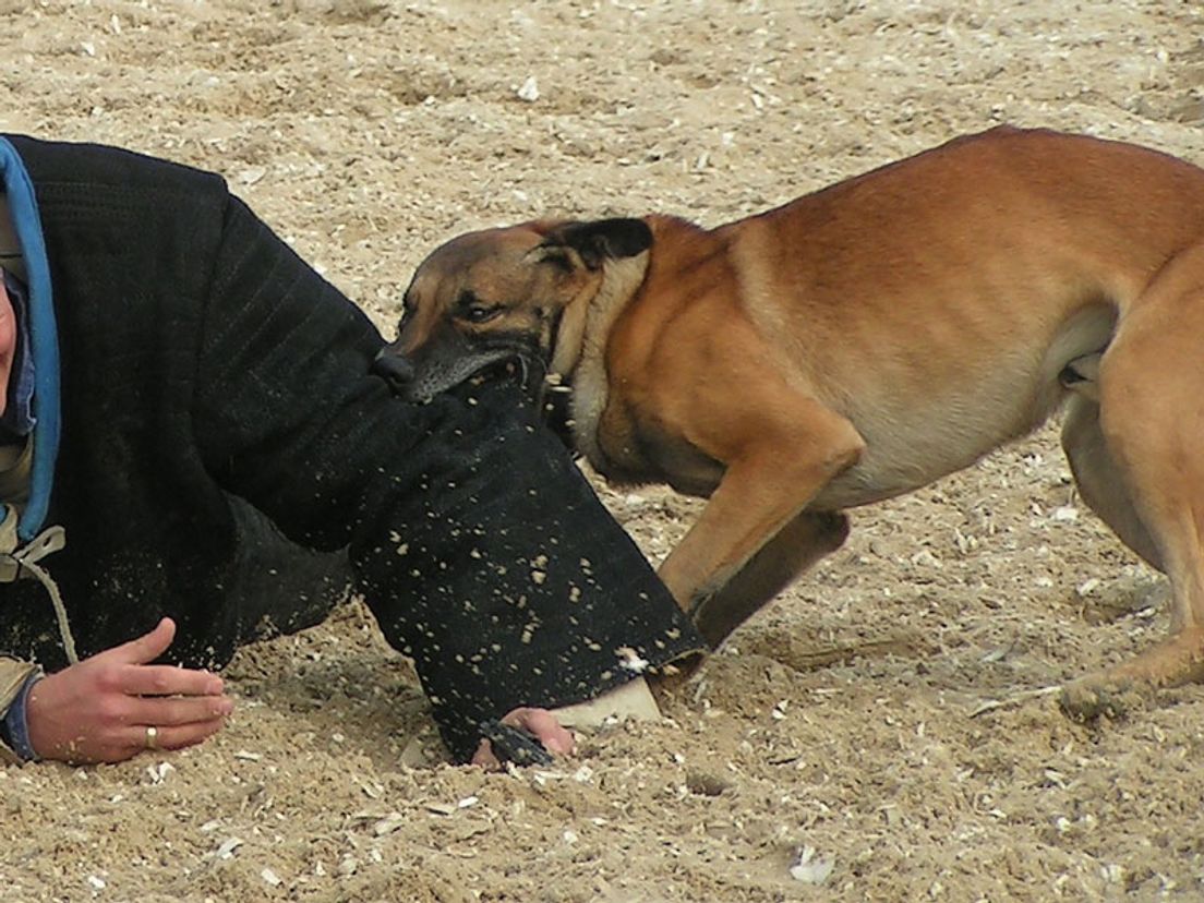Politiehond in training (archief)