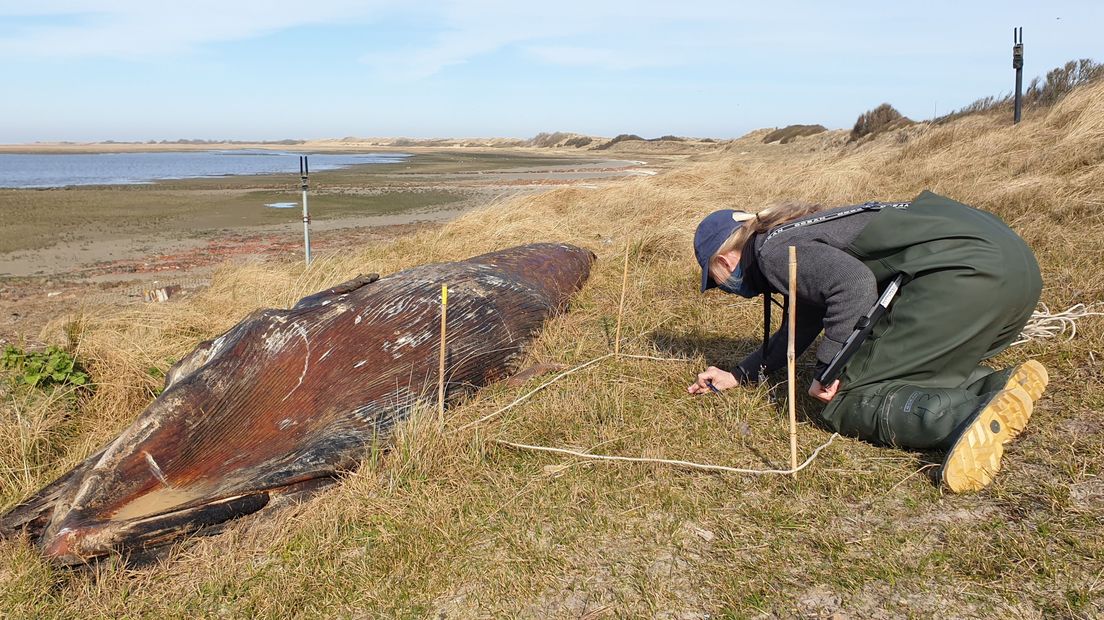 Onderzoekers bij de walvis in ontbinding