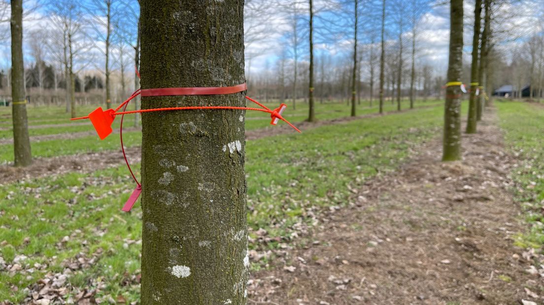 Een gelabelde boom voor Groningen in het Brabantse Sint-Oedenrode