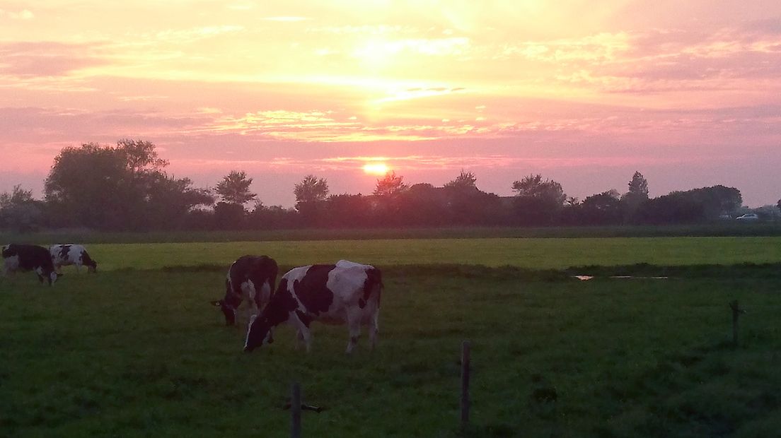 Koeien grazen bij een ondergaande zon in een weiland bij Biggekerke