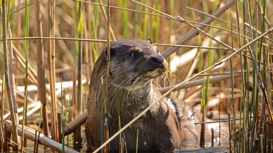 Een otter in de Drentse natuur (archief