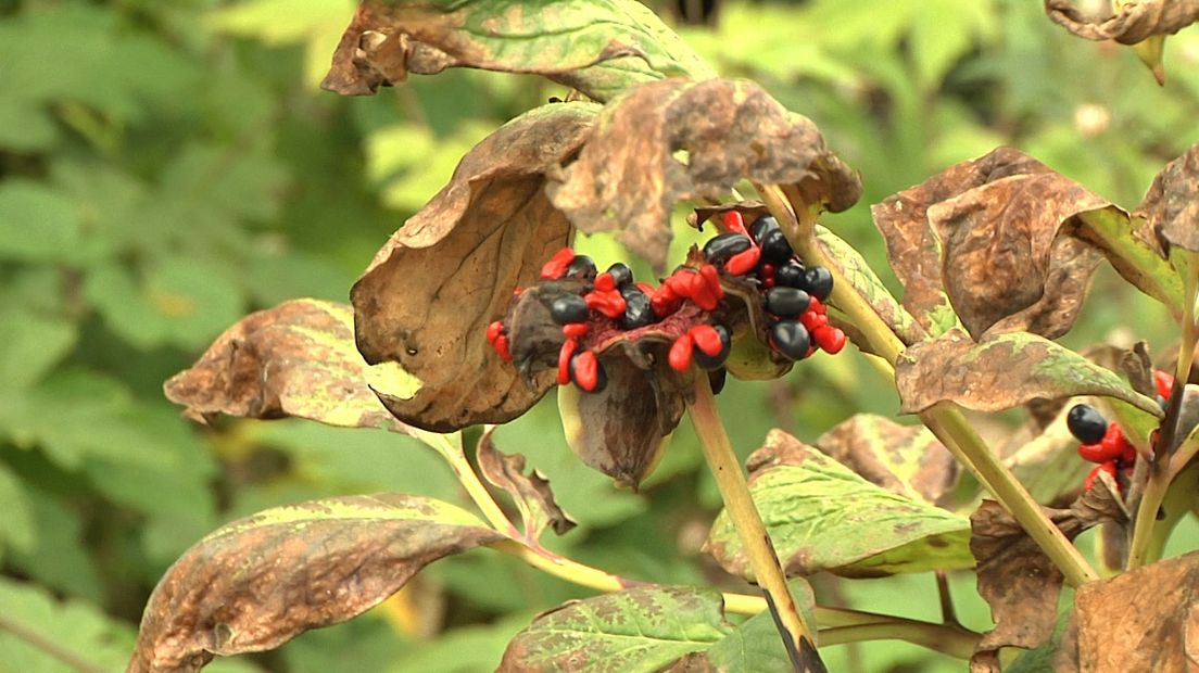 Verdorde plant in botanische tuinen